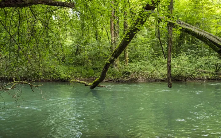 Äste über dem purpurnen Wasser der Alten Aare