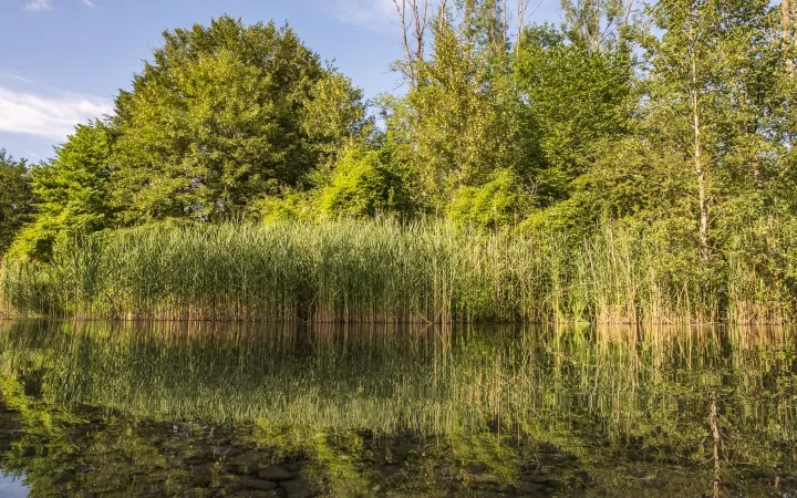Spiegelung auf dem Wasser der Alten Aare