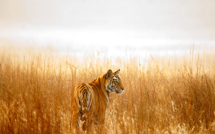 Indischer Tiger im Gras