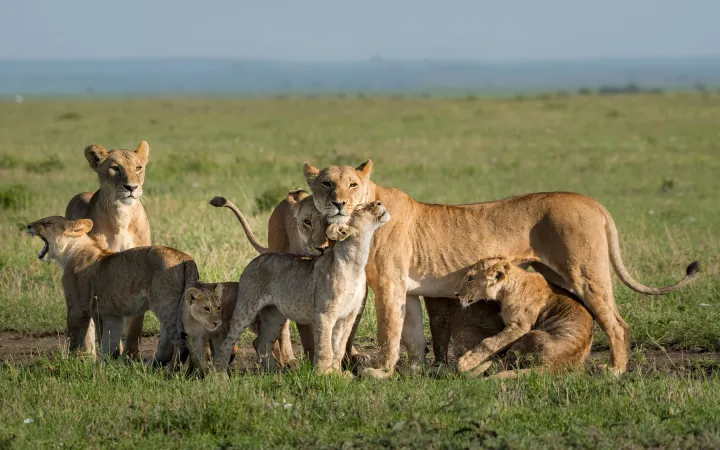 Afrikanischer Löwe mit Kindern