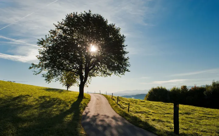 Kirschbaum an einem Weg bei Lützelflüh im Emmental