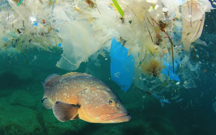 Plastik gefährdet Fische im Meer
