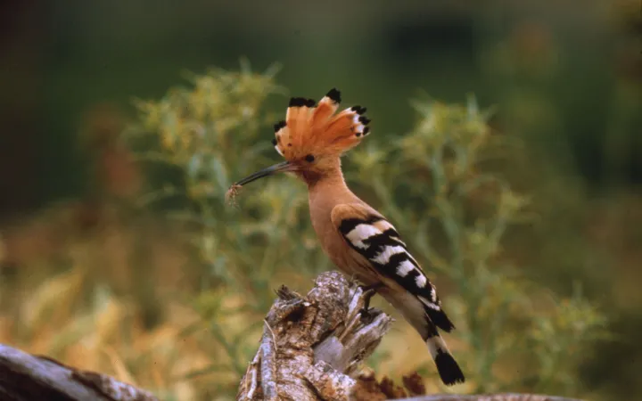 Wiedehopf auf einem Ast