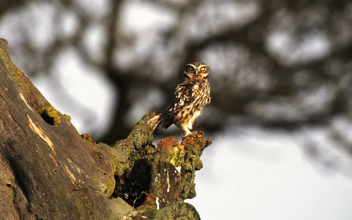 Steinkauz (Athene noctua) auf einem Baum