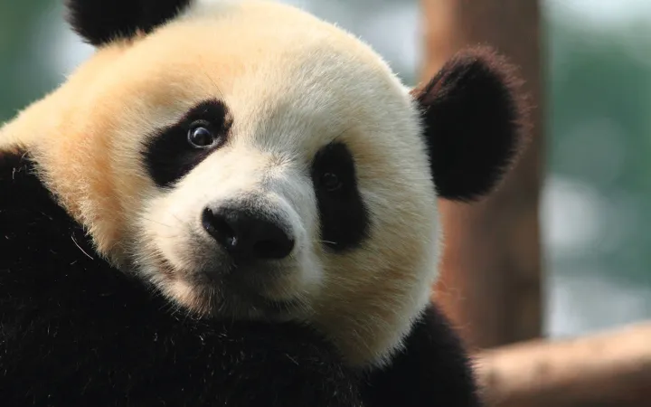 Panda in der Wildnis