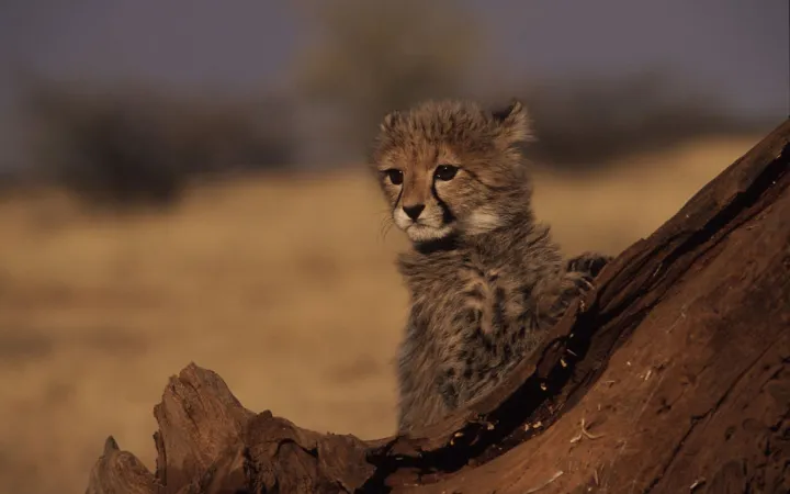 Dreimonatiges Gepard-Jungtier, Sub-Sahara, Afrika