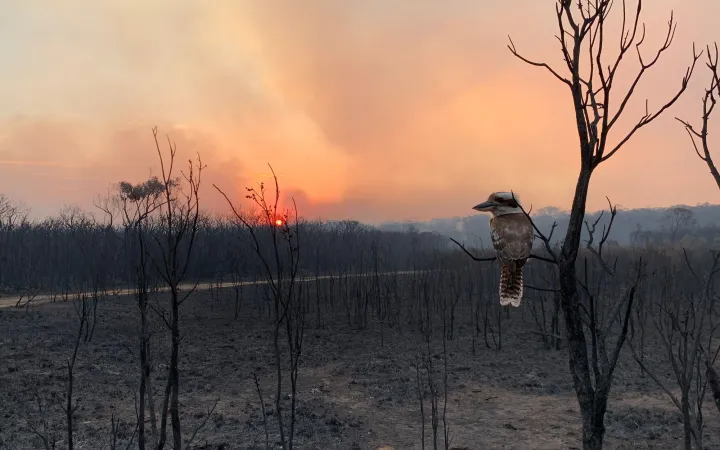 Ein Kookaburra schaut auf die verbrannten Bäume des australischen Buschbrands