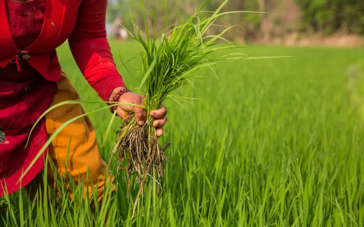 Frau in einem Reisfeld, Nepal