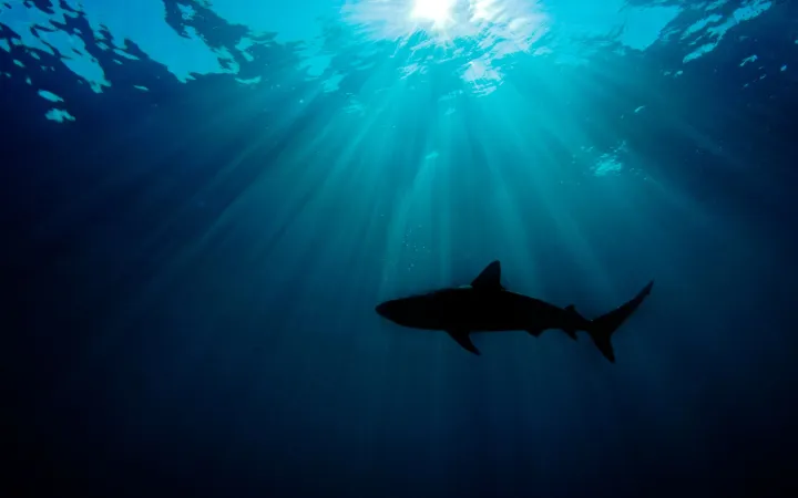 Silhouette von einem karibischen Riffhai gegen die Sonne.