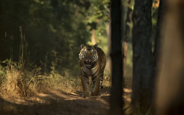 Tiger im Bandhavgarh Nationalpark in Indien