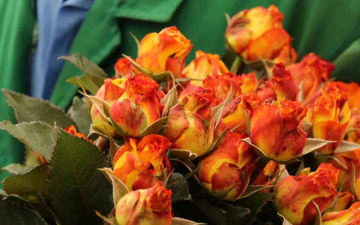 Fairtrade-Rosen Ecuador