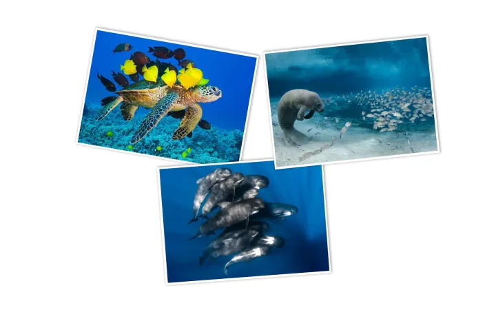 Postkarten-Set Meere