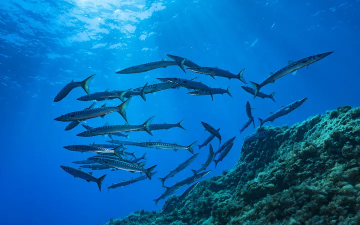 Barracuda vor der französischen Küste