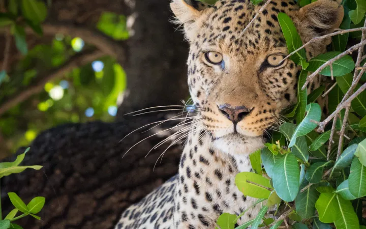 A sitting Leopard in the forest