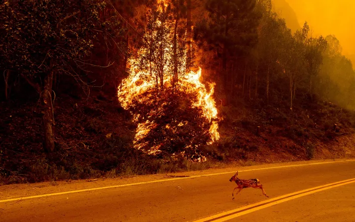 Reh springt über die Strasse vor dem Sugar-Feuer in Kalifornien 2021