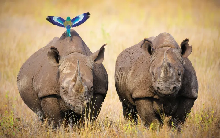 Zwei Nashörner mit Vogel in afrikanischer Graslandschaft 