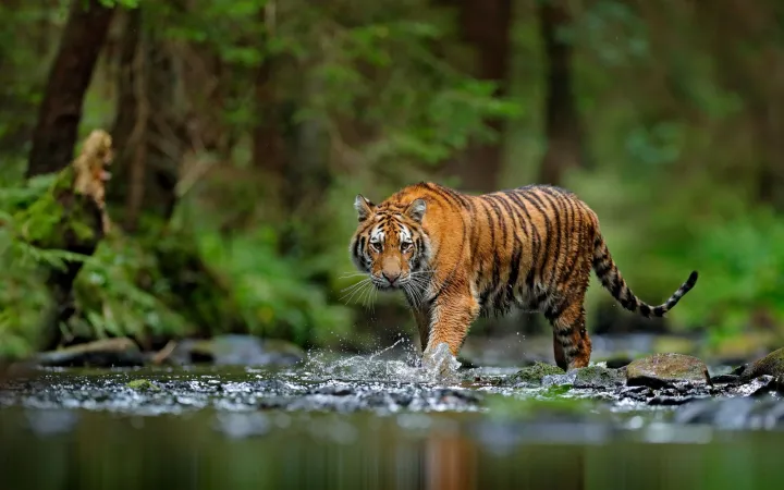 Siberian Tiger, or Amur tiger, (Panthera tigris altaica) walking in the water in Russia.