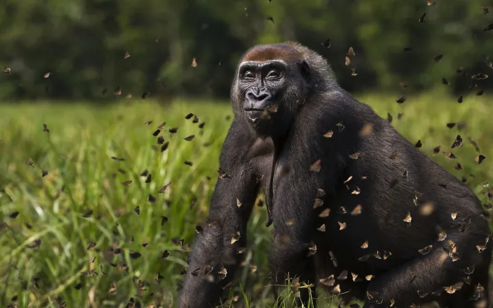  Western lowland gorilla female 'Malui' and butterflies in Central African Republic
