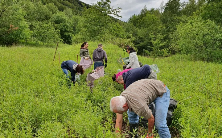 Freiwillige arbeiten im Wald 