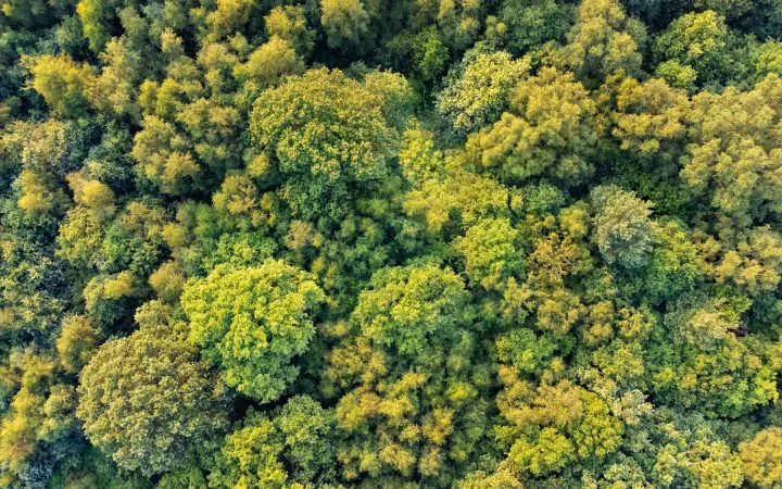 Grüner Wald aus der Vogelperspektive