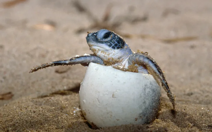 Junge Schildkröte schlüpft aus dem Ei
