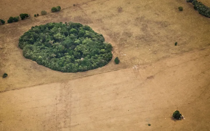 Rinderfarm im Amazonas