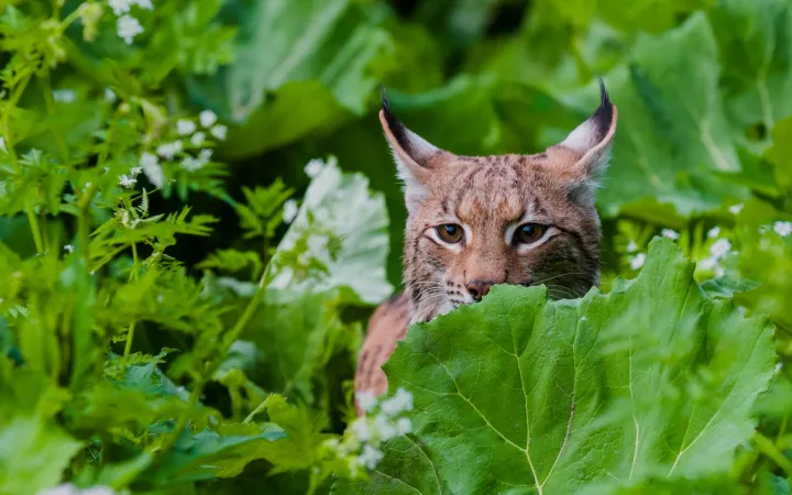 Eurasischer Luchs im Velka Fatra Nationalpark, Slovakei