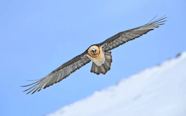 Bartgeier in den Schweizer Alpen