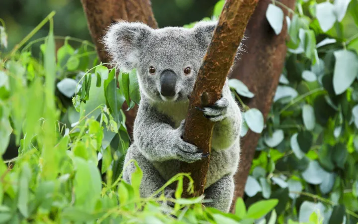 Koala in einem Baum