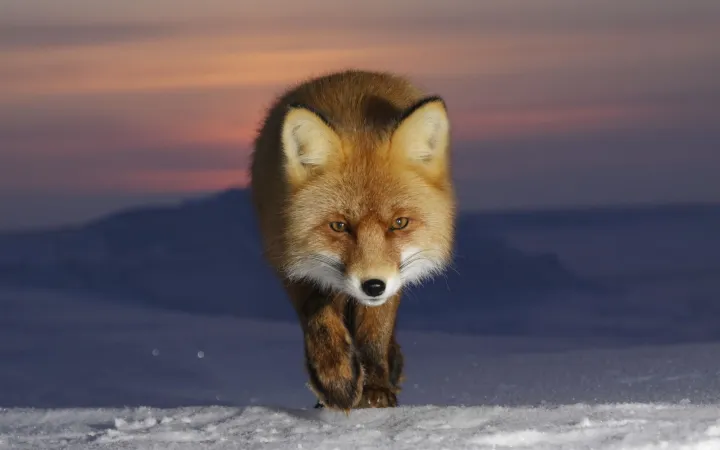 Rotfuchs in der Arktis auf Kolguev Island