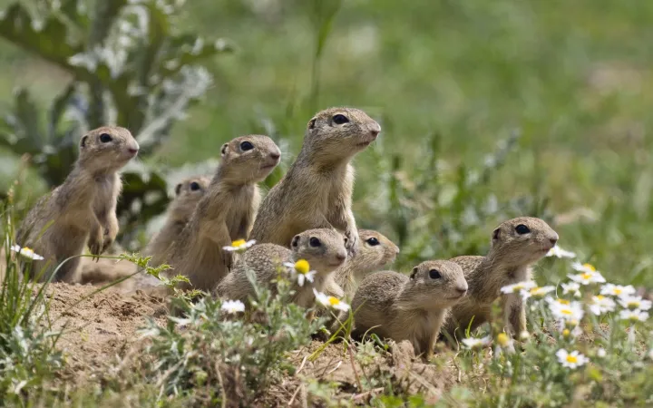 Gruppe von Erdmännchen auf grüner Wiese