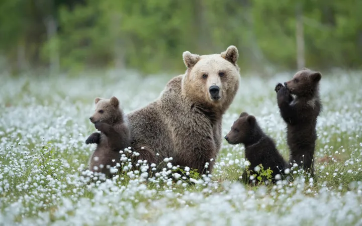 brown bear and cubs