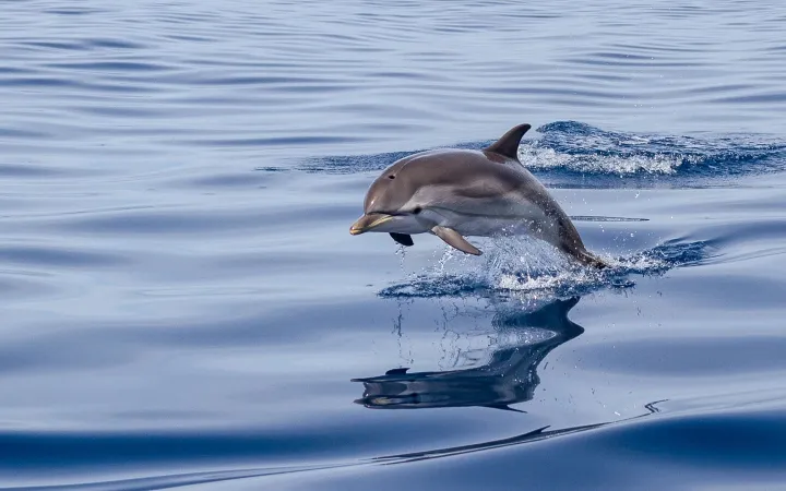 Delfin der aus dem Wasser springt