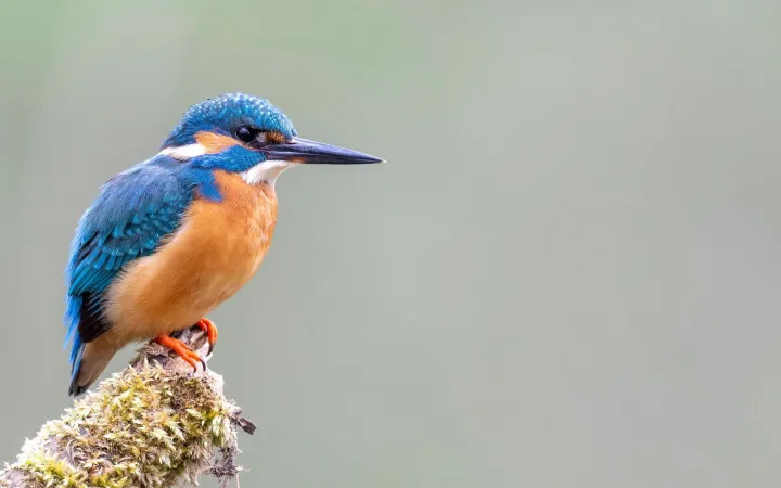 Eisvogel auf einem Ast links