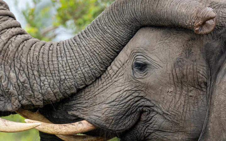 Elefantenrüssel auf einem Elefanten