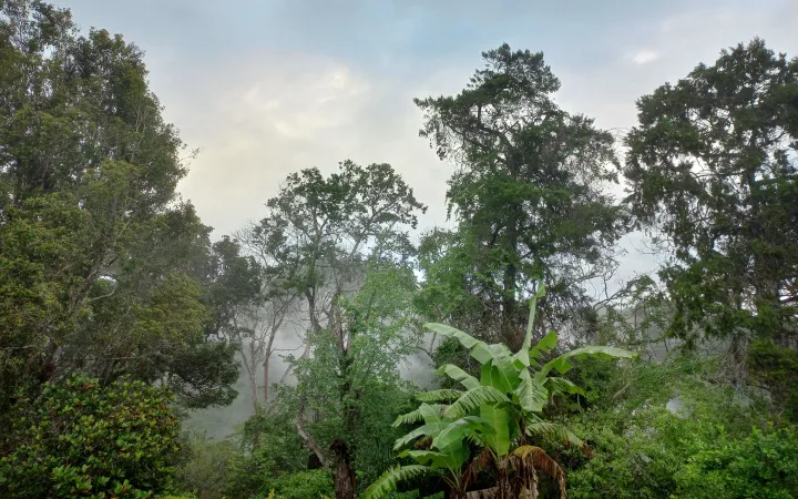 Die Wälder von Ost-Usambara, Tansania