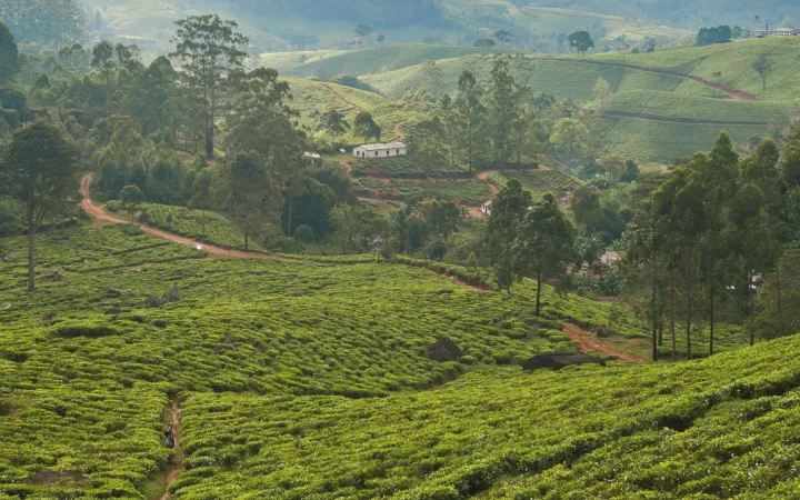 Tee Plantagen in Ost-Usambara, Tansania