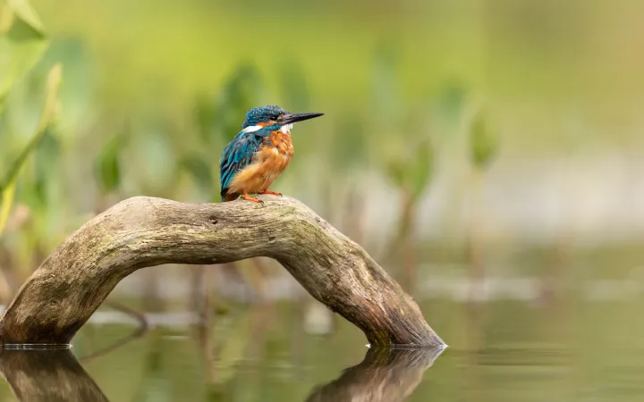 Eisvogel sitzt auf einem Ast