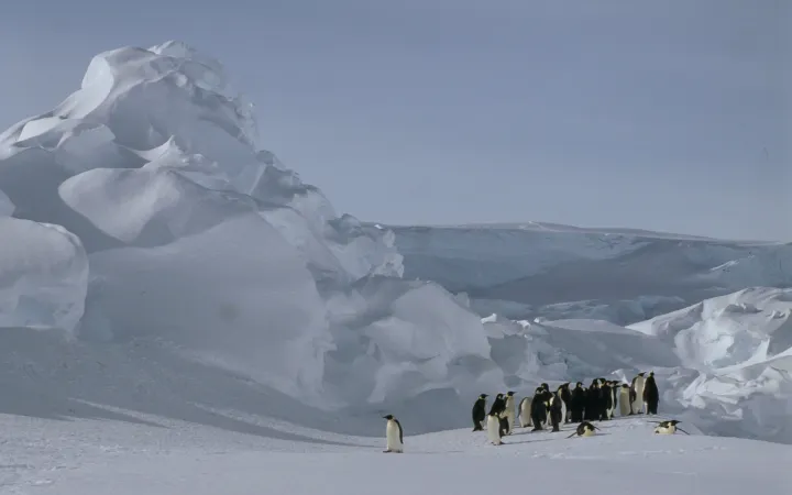 Kaiserpinguine bei einem Gletscher