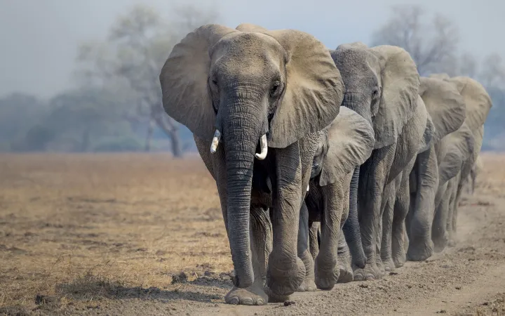 Eine Herde Afrikanischer Elefanten in Sambia