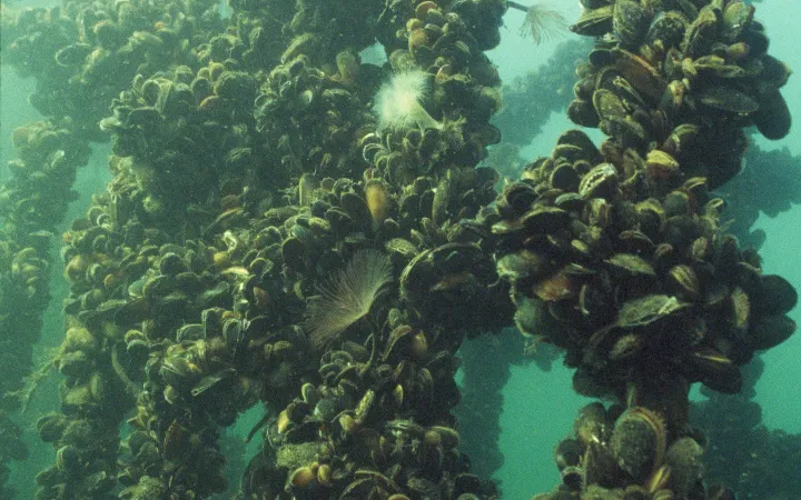 Muschelfarm in Schottland