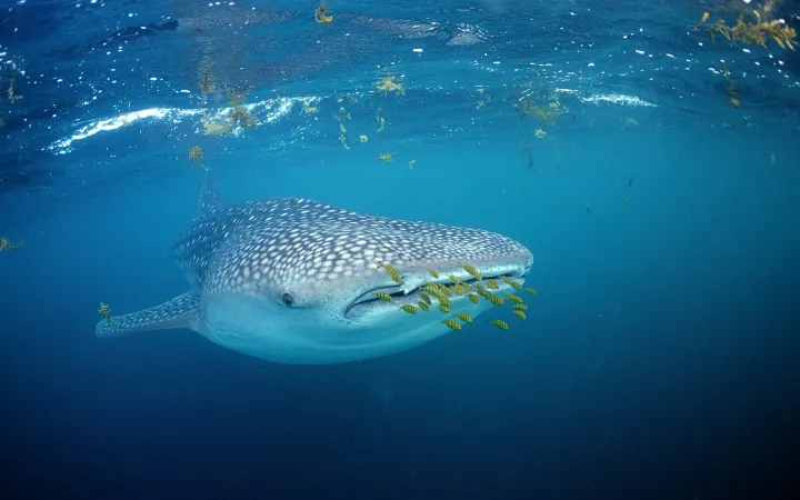 Whale Shark in Gulf of Aden