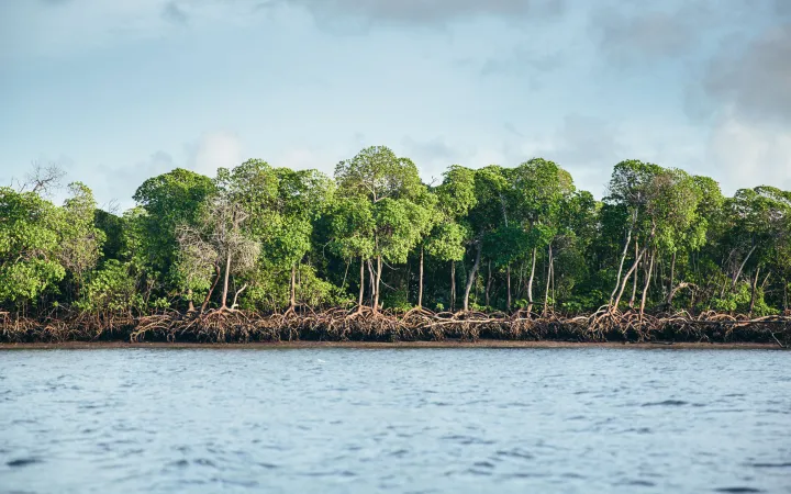 Mangroven in Lamu, Kenia