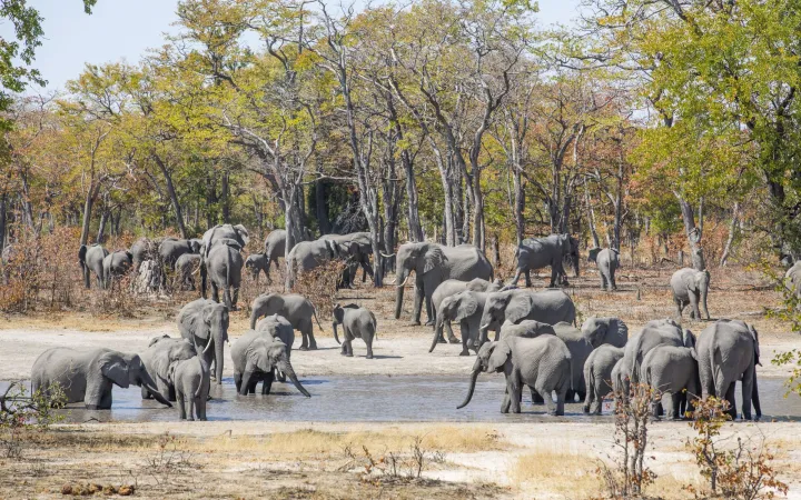Eine Elefantenherde in KAZA in Namibia
