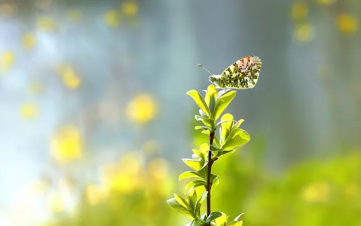 Butterfly on plant