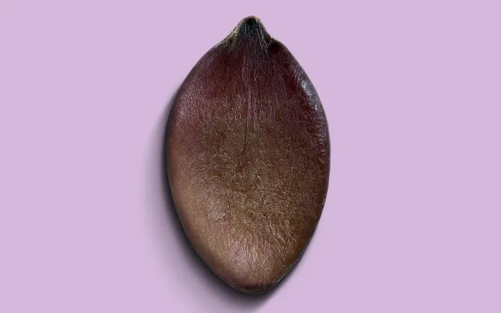 Eine detaillierte Kürbiskerne