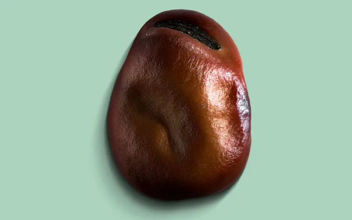 Eine detaillierte Ackerbohne