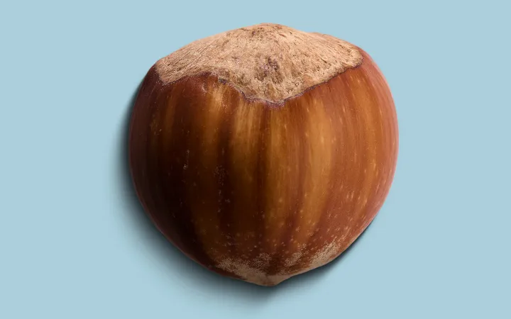Detailed image of a hazelnut