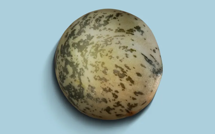 Eine detaillierte Linse