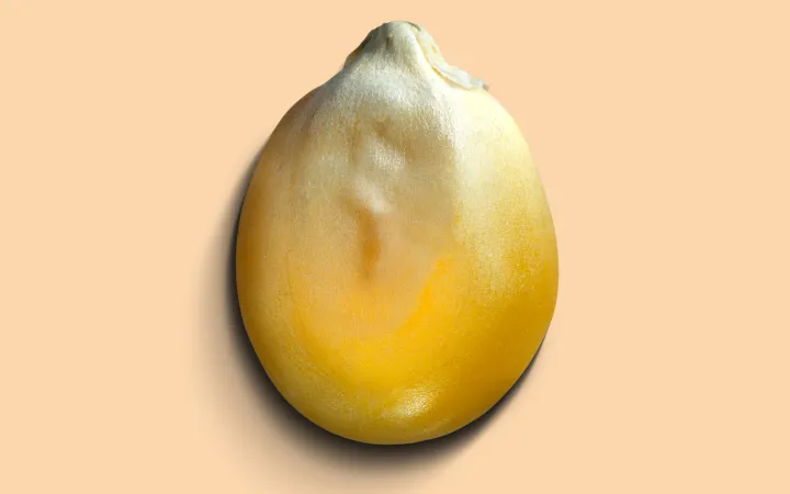 Ein detailliertes Maiskorn